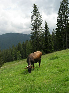 La_bovina_DUCE_FURBA_al_pascolo