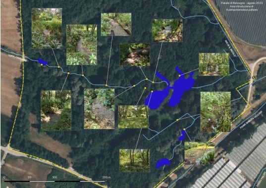 Palude Roncegno per reintroduzione