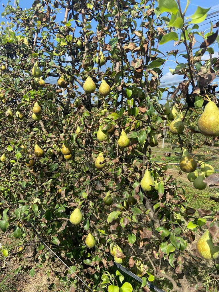 Impianto di pere in Veneto