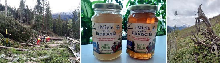 CittaDelMiele_striscia